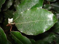 Elaeagnus × ebbingei