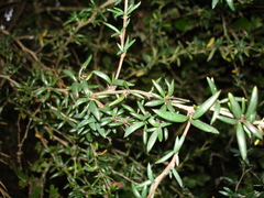 Berberis × stenophylla