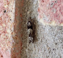 Pseudexentera spoliana