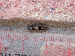 Pseudexentera spoliana