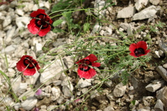 Papaver pavoninum ocellatum