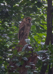 Strix leptogrammica