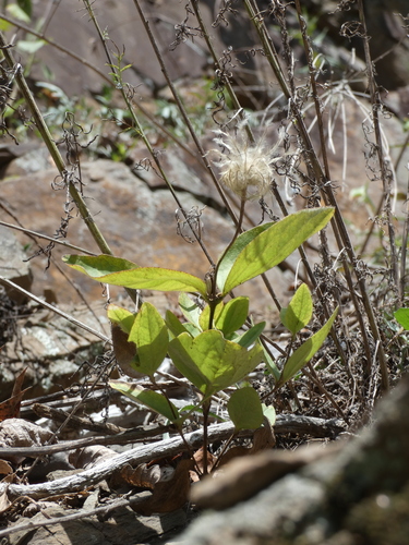 Image of Clematis coactilis by (c) Alaina Krakowiak, some rights reserved (CC BY)