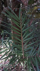 Dypsis concinna