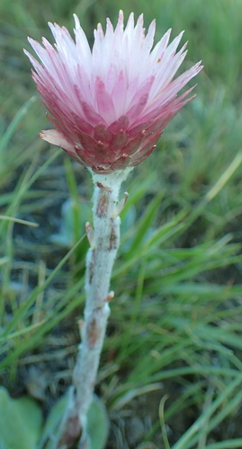 Image of Helichrysum ecklonis by no rights reserved