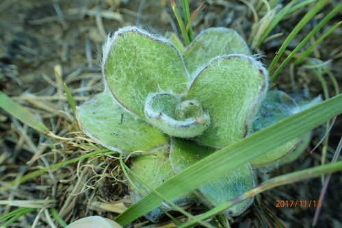 Image of Helichrysum ecklonis by no rights reserved