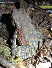 Phrynoidis juxtasper