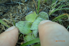 Helichrysum ecklonis
