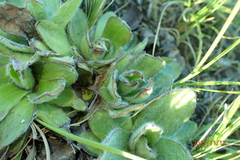 Helichrysum ecklonis