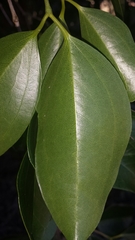 Strychnos diplotricha