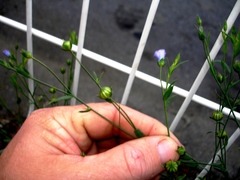 Linum usitatissimum