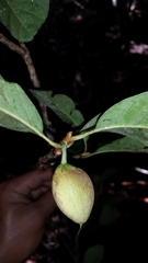 Capurodendron perrieri