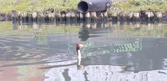 Podiceps cristatus