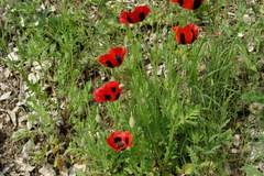 Papaver commutatum