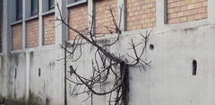 Ficus carica