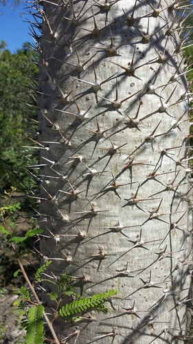 Pachypodium geayi image