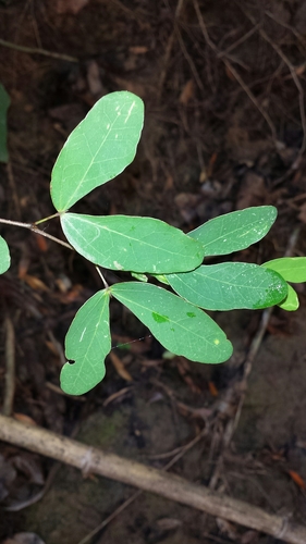 Bauhinia madagascariensis, photograph 4