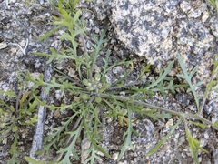 Lepidium lasiocarpum
