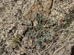 Eschscholzia minutiflora