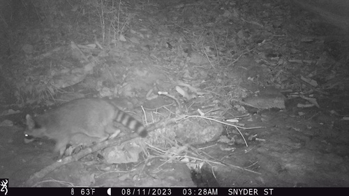Common Raccoon photographed in Kentucky