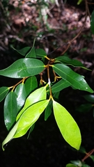 Landolphia myrtifolia image