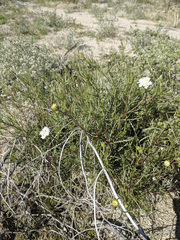 Chaenactis fremontii