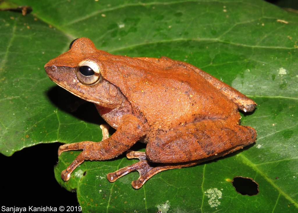Reticulated Thigh Shrub Frog (Pseudophilautus reticulatus)