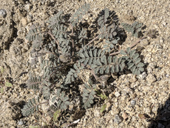 Dalea mollissima
