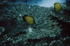 Chaetodon melapterus