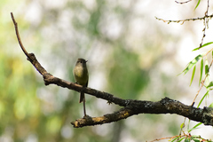 Empidonax hammondii
