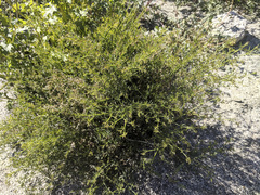 Fagonia laevis