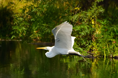 Ardea alba