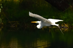 Ardea alba