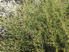 Fagonia laevis