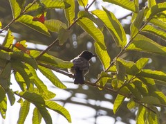 Pycnonotus barbatus