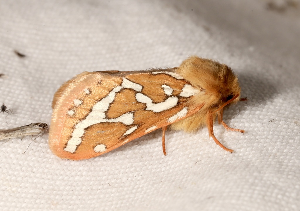 Wielgus' Ghost Moth