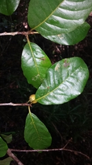 Capurodendron
