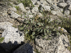 Physalis crassifolia