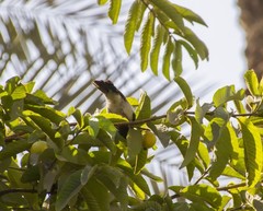 Pycnonotus barbatus