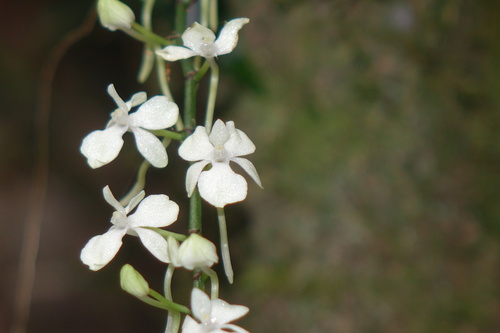 Aerangis citrata