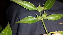 Buxus moratii