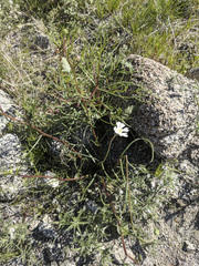 Chaenactis fremontii