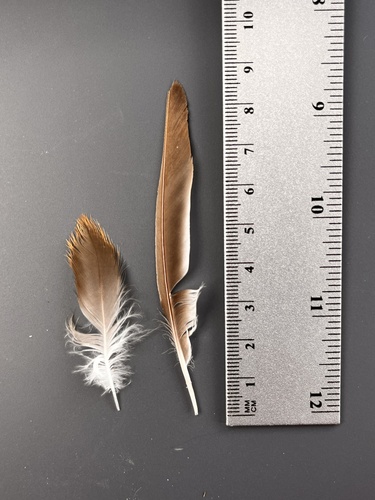Plume de Alouette haussecol