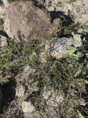 Chaenactis fremontii