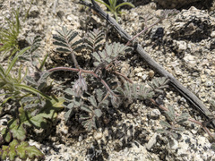 Dalea mollissima