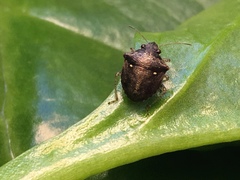 Eysarcoris guttigerus