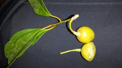 Erythroxylum