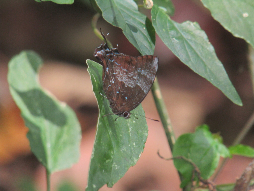 White-scalloped Hairstreak