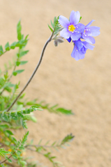 Polemonium pulchellum