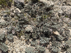 Dalea mollissima